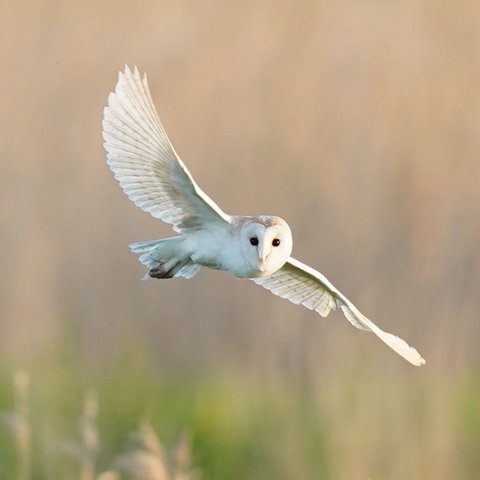 Eine weiße Schleiereule im Flug.