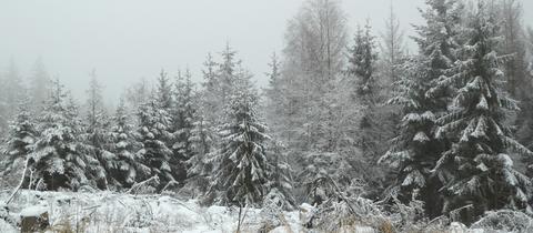 weiße Winterlandschaft