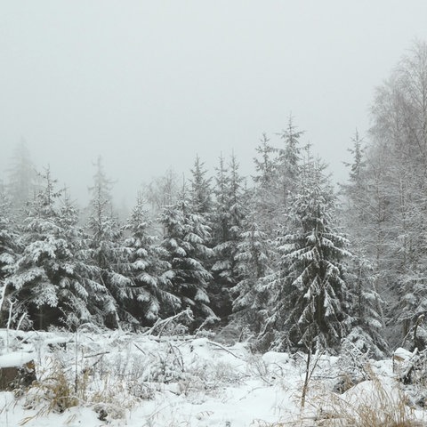 weiße Winterlandschaft