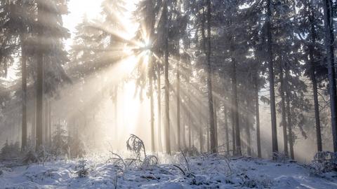 Ein mit Schnee bedecktes Waldstück auf dem großen Feldberg. 