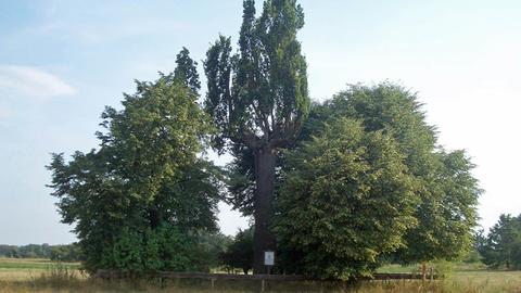 Die "Schöne Eiche" in Babenhausen