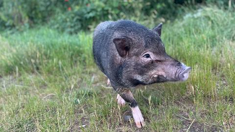 Minischwein in Egelsbach 