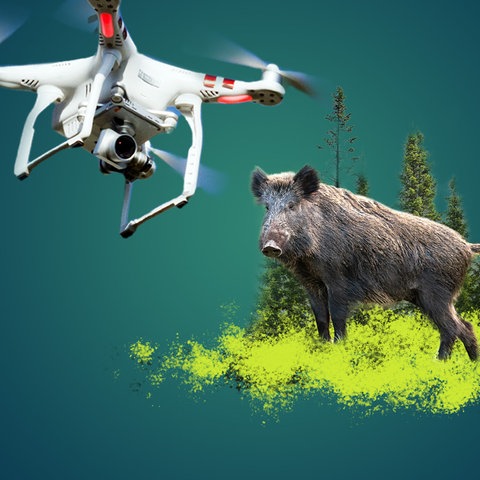 Collage: Vor blau-grünem Hintergrund ist ein freigestelltes Wildschwein mit einem Stückchen Wald dahinter platziert. Daneben schwebt eine ebenfalls freigestellte (ausgeschnitte) Drohne.
