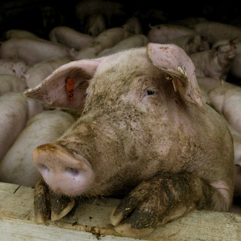Schweinepest Hausschwein