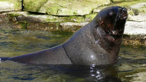 Seebär im Wasser