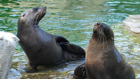 Seebären im Frankfurter Zoo