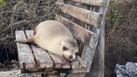 Seelöwe liegt auf Bank, Isla Isabela, Galápagosinseln, Ecuador