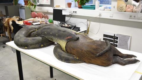 Riesige Anakonda mit Wasserschwein in Werkstatt des Senckenberg-Museums