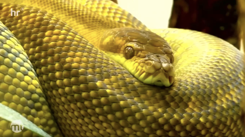 Eine goldene Schlange - ein Seram-Python - aufgerollt vor der Kamera