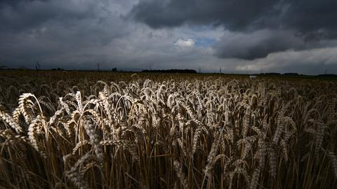 Ein Getreidefeld bei Nieder-Erlenbach und darüber dunkle Wolken