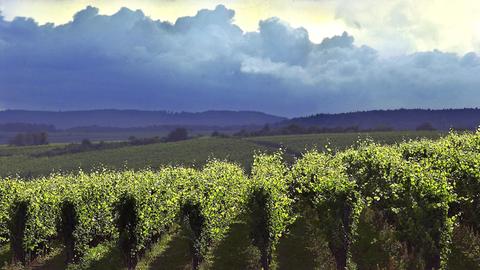 Ein dichte Wolkendecke über den Weinbergen bei Eltville kündigt einen sommerlichen Regenschauer an.