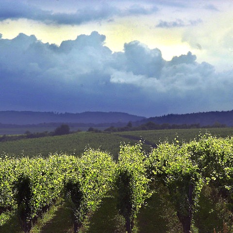 Ein dichte Wolkendecke über den Weinbergen bei Eltville kündigt einen sommerlichen Regenschauer an.
