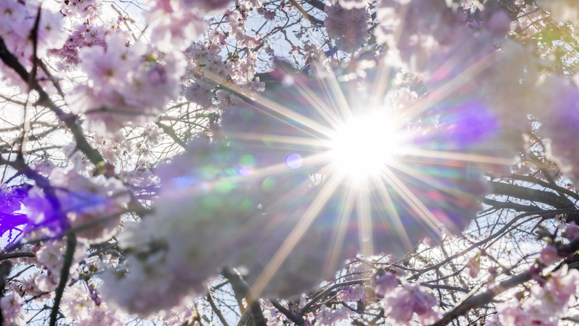 DWD-Der-Fr-hling-war-zu-warm-zu-trocken-und-extrem-sonnig