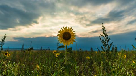 Eine Sonnenblume auf einem Feld in Grebensteiner Stadtteil Udenhausen (Kassel). 