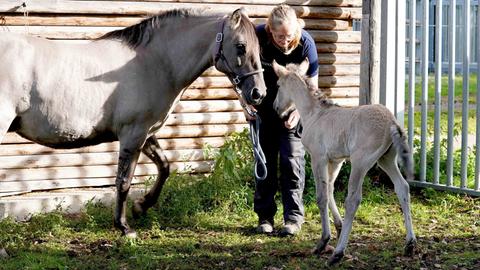 Sorraia-Stute Elvira (links) und ihr Fohlen Ella (rechts) werden von einer Tierpflegerin begrüßt.