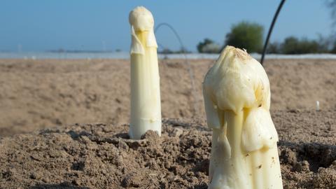 Spargel Ernte Darmstadt Sujet Penis