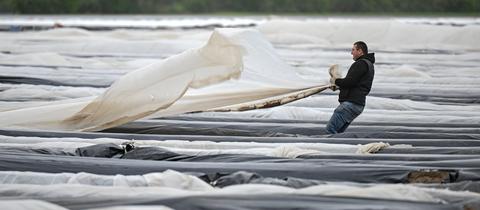 Ein Arbeiter hält auf einem Folien-Spargelfeld die vom Wind verwehte Folie fest.