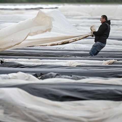 Ein Arbeiter hält auf einem Folien-Spargelfeld die vom Wind verwehte Folie fest.