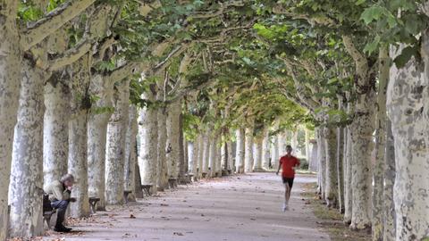 Ein Mann joggt unter Platanen am Mainufer in Frankfurt