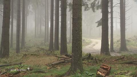 Bäume im Nebel