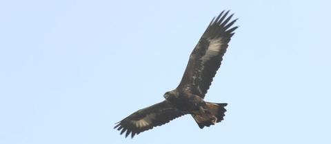 Ein wilder Steinadler am Himmel