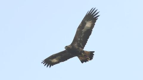 Ein wilder Steinadler am Himmel