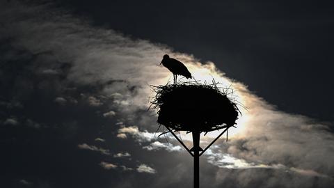 Ein Stroch im Nest, gegen das Licht fotografiert, in schwarz-weiß.