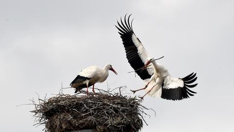 Störche bleiben im Winter in Hessen Tiere Storch