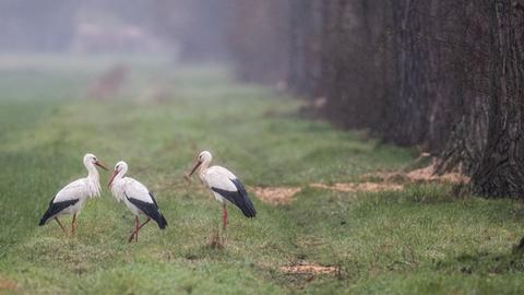 Störche sitzen bei Nieselregen am Rande eines nebligen Ackers im hessischen Ried.