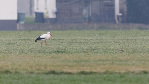 Leider kein aktuelles Foto: Ein Weißstorch stolziert über eine Wiese. 