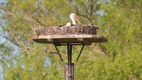 Ein Storch sitzt in einem Nest auf einer Plattform auf einer Stange. Im Hintergrund unscharf Bäume.