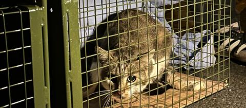 Eine Katze sitzt in einem Käfig.