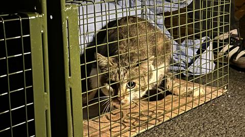 Eine Katze sitzt in einem Käfig.