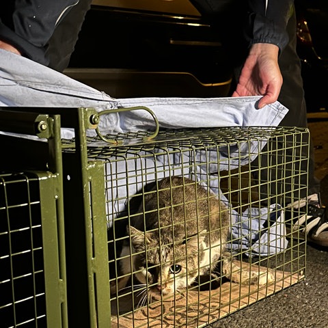 Eine Katze sitzt in einem Käfig.