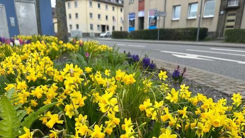 Streit um Blumenbeet in Kassel-Bettenhausen