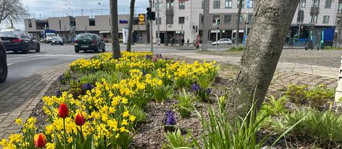 Streit um Blumen-Pflanzaktion in Kassel-Bettenhausen