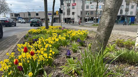 Streit um Blumen-Pflanzaktion in Kassel-Bettenhausen