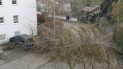 Umgestürzter Baum in Lauterbach wegen Sturm "Sabine"