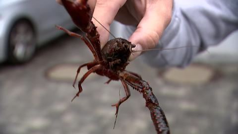 Großaufnahme Hand, die einen Sumpfkrebs hält