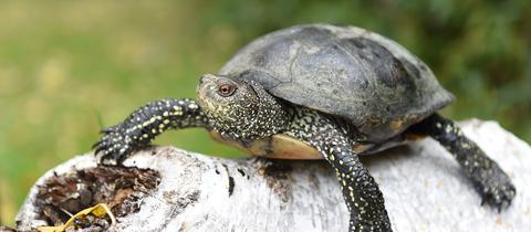 Europäische Sumpfschildkröte