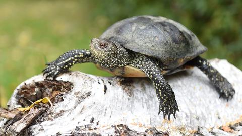 Europäische Sumpfschildkröte
