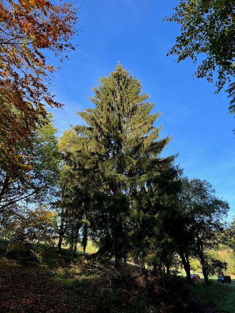 Tannenbaum vor blauem Himmel.
