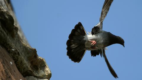 Eine Taube fliegt von einem Dach in den Himmel.