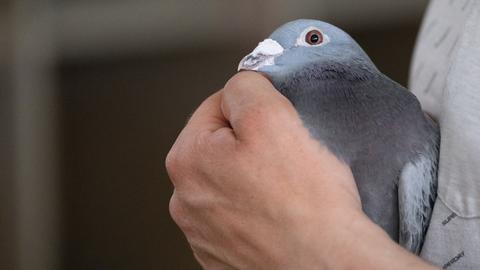 Eine Taube in der Hand eines Menschens. 