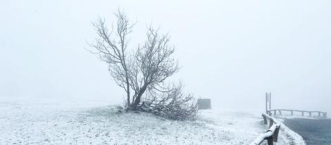 Schnee im Nebel auf Wiese und kleinem Baum - neben einer Parkplatzabsperrung.