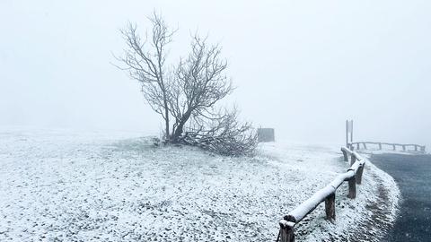 Schnee im Nebel auf Wiese und kleinem Baum - neben einer Parkplatzabsperrung.