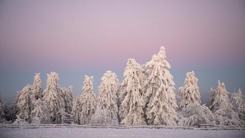 Schneebedeckte Bäume im Taunus
