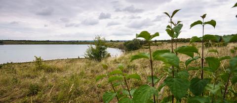 Pflanzen stehen am Ufer des Teufelsees im hessischen Wetteraukreis.