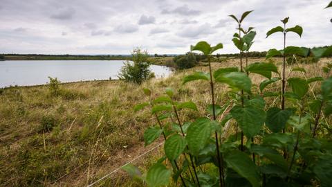 Pflanzen stehen am Ufer des Teufelsees im hessischen Wetteraukreis.