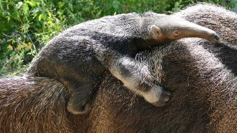 Ein Ameisenbär-Jungtier auf dem Rücken der Mutter